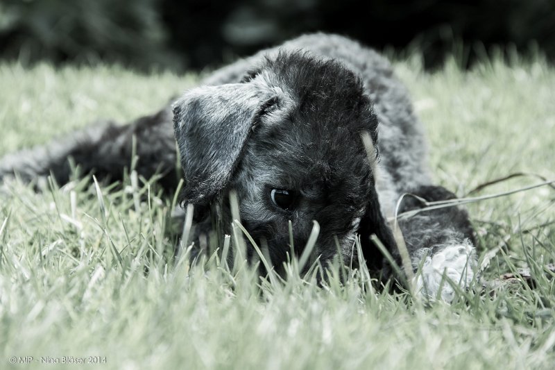 2014-06-25 Cherry-6163.jpg - 9 Wochen / 9 weeks
